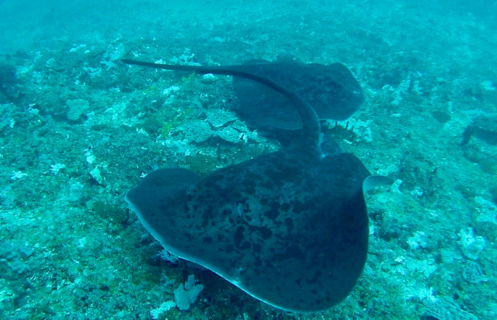 sting ray 3